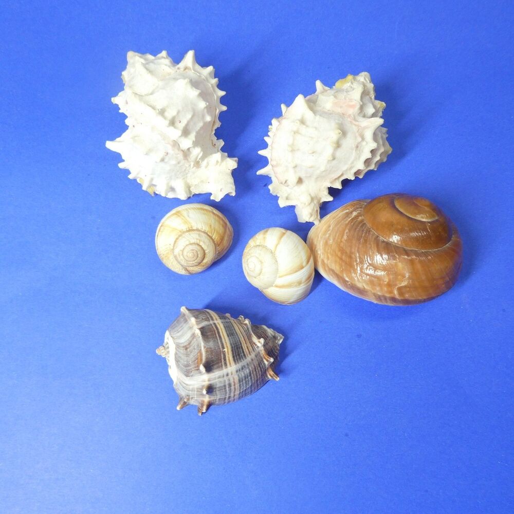 Seashell Snail Shell Lot Natural Specimens Murex Crown Conch